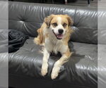 Small #2 Australian Shepherd
