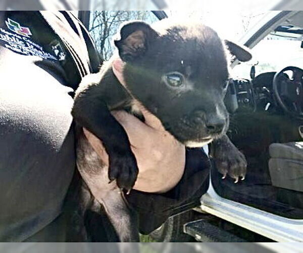 Medium Photo #2 Staffordshire Bull Terrier-Unknown Mix Puppy For Sale in Houston, TX, USA