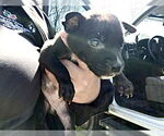 Small #1 Staffordshire Bull Terrier Mix