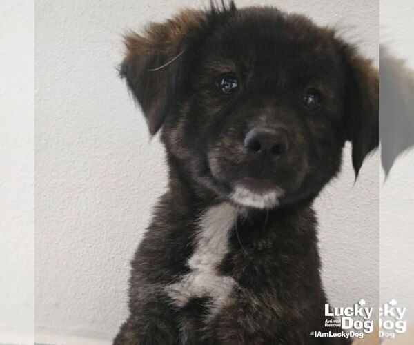 Medium Photo #2 Australian Shepherd-Unknown Mix Puppy For Sale in Washington, DC, USA