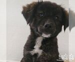 Small #1 Australian Shepherd Mix