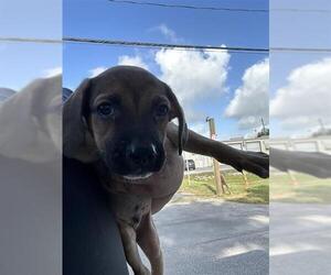 German Shepherd Dog-Unknown Mix Dogs for adoption in Houston, TX, USA