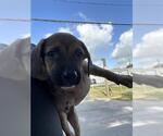 Small German Shepherd Dog Mix