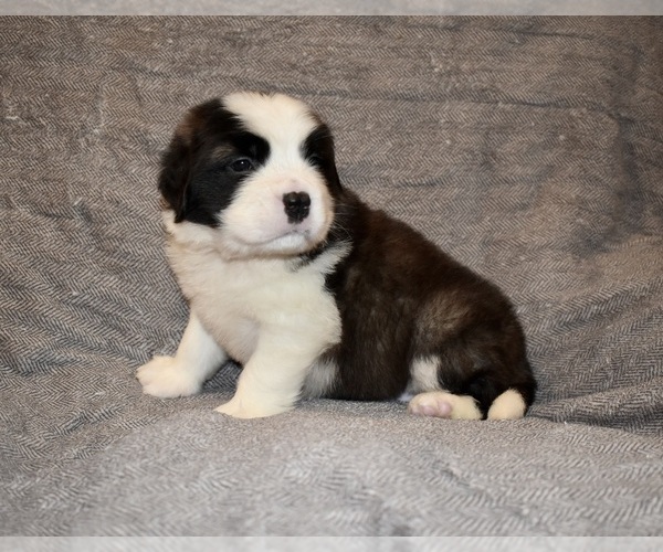 Medium Photo #27 Saint Bernard Puppy For Sale in CAMBRIDGE, NE, USA