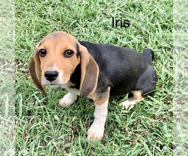 Medium Photo #9 Beagle Puppy For Sale in MARSHALL, AR, USA