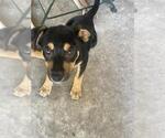 Small Labrador Retriever Mix