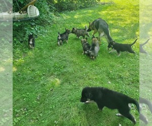 Alaskan Malamute-German Shepherd Dog Mix Litter for sale in LANCASTER, OH, USA