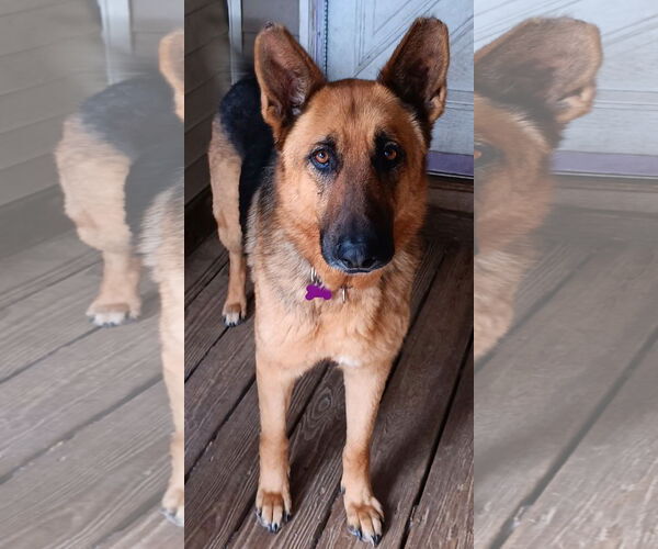 Medium Photo #2 German Shepherd Dog Puppy For Sale in Newfoundland, PA, USA