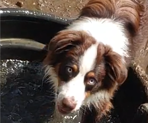 Father of the Australian Shepherd puppies born on 11/19/2024