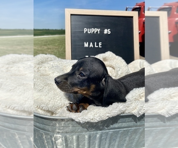 Medium Photo #1 Dachshund Puppy For Sale in CONCORDIA, MO, USA