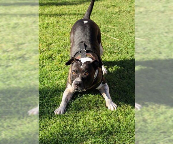 Medium Photo #8 American Bulldog-Unknown Mix Puppy For Sale in Chandler, AZ, USA