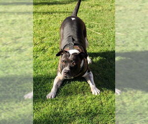MOSLEY - Male American Bulldog-Unknown Mix Dog for Adoption - Photo #8