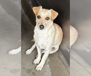 Chihuahua Dogs for adoption in San Bernardino, CA, USA