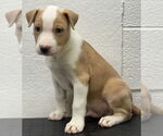 Small American Pit Bull Terrier Mix