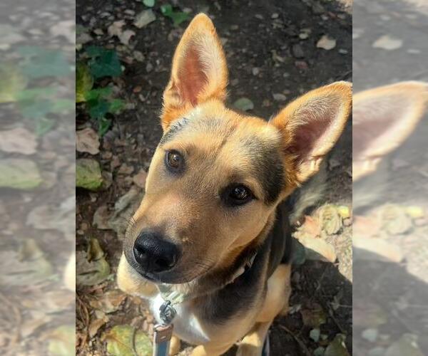 Medium Photo #1 German Shepherd Dog-Unknown Mix Puppy For Sale in Santa Barbara, CA, USA