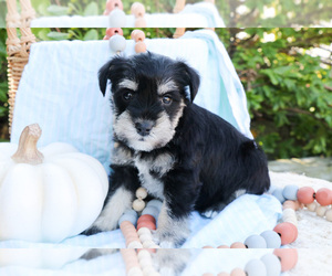 Schnauzer (Miniature) Puppy for sale in SYRACUSE, IN, USA