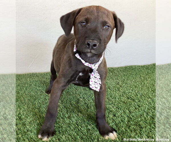 Medium Photo #4 Chocolate Labrador retriever-Weimaraner Mix Puppy For Sale in San Diego, CA, USA