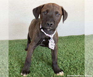 Jax - Male Chocolate Labrador retriever-Weimaraner Mix Dog for Adoption - Photo #4
