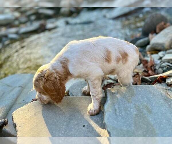 Medium Photo #4 Brittany Puppy For Sale in BERKSHIRE, NY, USA