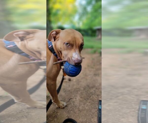 Medium Photo #5 American Staffordshire Terrier-Unknown Mix Puppy For Sale in Arlington, VA, USA