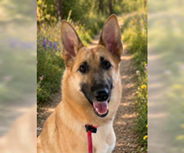 Medium Photo #4 German Shepherd Dog-Unknown Mix Puppy For Sale in Fremont, CA, USA