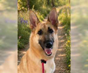 Wanda - Female German Shepherd Dog-Unknown Mix Dog for Adoption - Photo #4