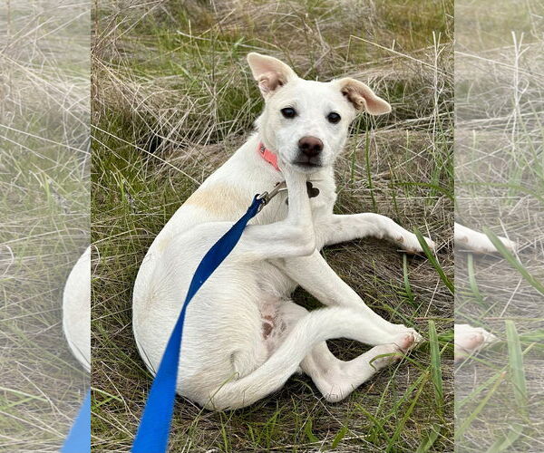 Medium Photo #6 Mutt Puppy For Sale in San Diego, CA, USA