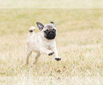 Small Photo #7 Pug Puppy For Sale in WARSAW, IN, USA