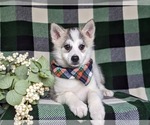 Small Photo #5 Pomsky Puppy For Sale in CHRISTIANA, PA, USA