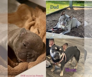 French Bulldog Puppy for sale in NO POTOMAC, MD, USA