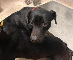 Chihuahua Dogs for adoption in Bakersfield, CA, USA