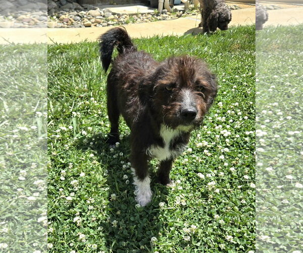 Medium Photo #1 Shih Tzu-Unknown Mix Puppy For Sale in Virginia Beach, VA, USA