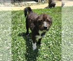 Small Photo #1 Shih Tzu-Unknown Mix Puppy For Sale in Virginia Beach, VA, USA