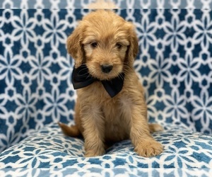 Goldendoodle (Miniature) Puppy for sale in LAKELAND, FL, USA