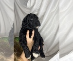 Small Photo #10 Goldendoodle Puppy For Sale in VERO BEACH, FL, USA