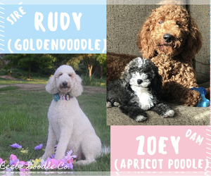 Father of the Goldendoodle puppies born on 06/16/2021