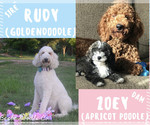 Small Photo #1 Goldendoodle Puppy For Sale in GARBER, OK, USA