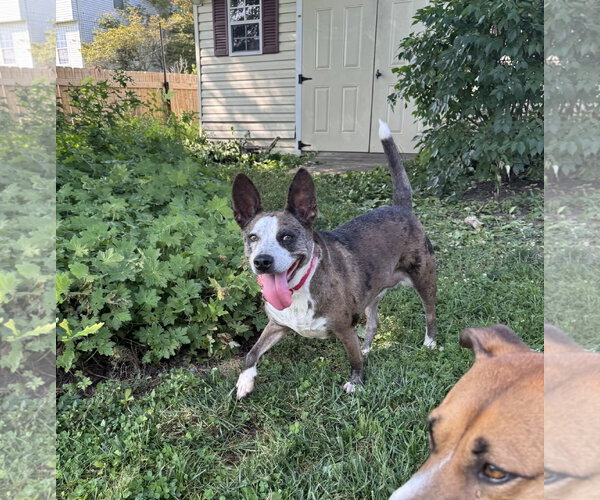 Medium Photo #6 Mutt Puppy For Sale in Doylestown, PA, USA