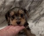 Small #1 Yorkshire Terrier