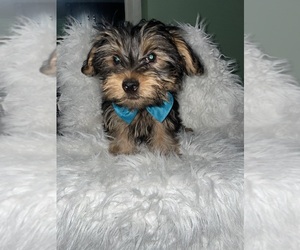Yorkshire Terrier Puppy for sale in BEECH GROVE, IN, USA