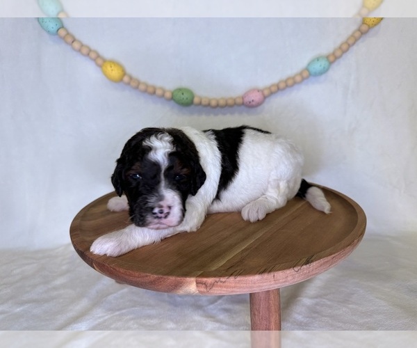 Medium Photo #8 Goldendoodle (Miniature) Puppy For Sale in OWENSVILLE, IN, USA