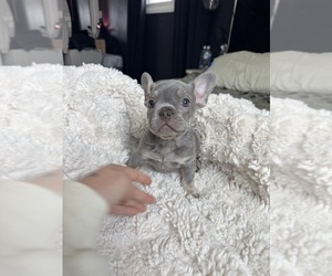 Medium French Bulldog