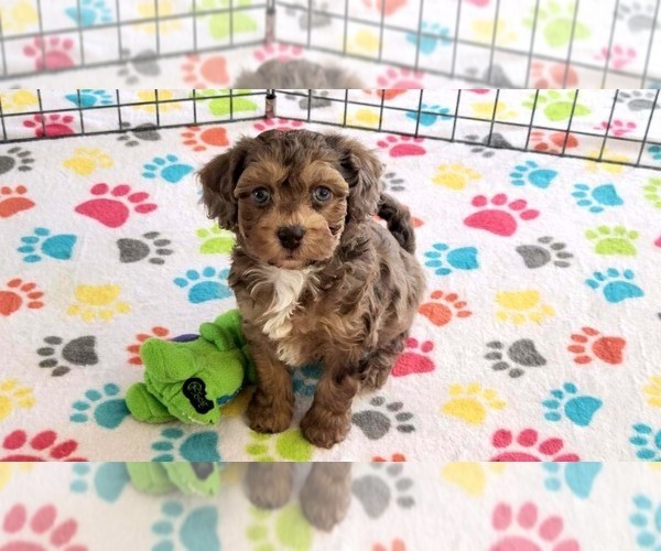 Medium Photo #14 Poovanese Puppy For Sale in ORO VALLEY, AZ, USA