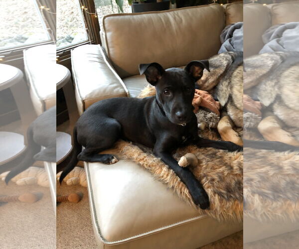 Medium Photo #11 Labrador Retriever-Unknown Mix Puppy For Sale in Holly Springs, NC, USA