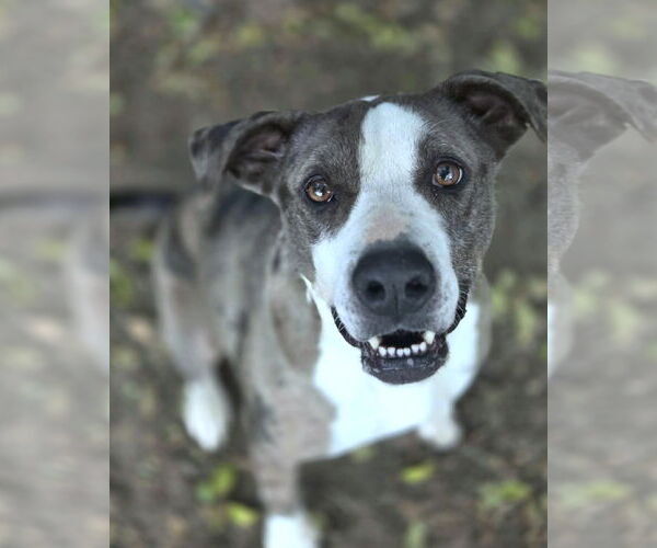 Medium Photo #7 Catahoula Leopard Dog-Unknown Mix Puppy For Sale in Anniston, AL, USA