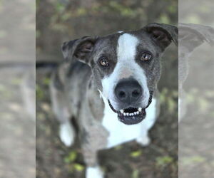 Luna - Female Catahoula Leopard Dog-Unknown Mix Dog for Adoption - Photo #7