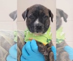 Small #1 Bulldog-Catahoula Leopard Dog Mix