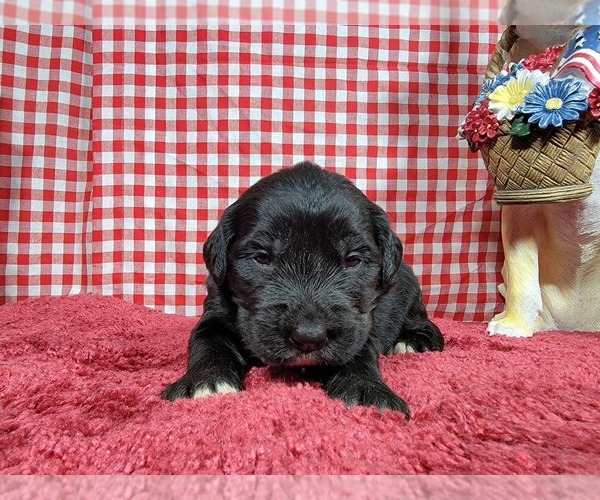 Medium Photo #26 Golden Mountain Dog Puppy For Sale in BLACK FOREST, CO, USA