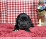 Small #6 Golden Mountain Dog