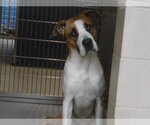 Small Photo #1 Boxer-Great Dane Mix Puppy For Sale in Orange, CA, USA